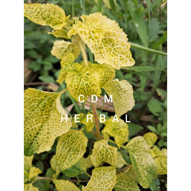 

daun bandotan kuning segar obat herba alami 100 grm