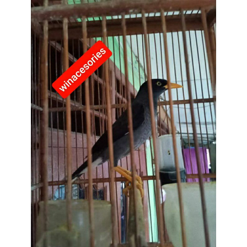 jalak kebo mata putih, jalbo bahan dan rawatan vortotal