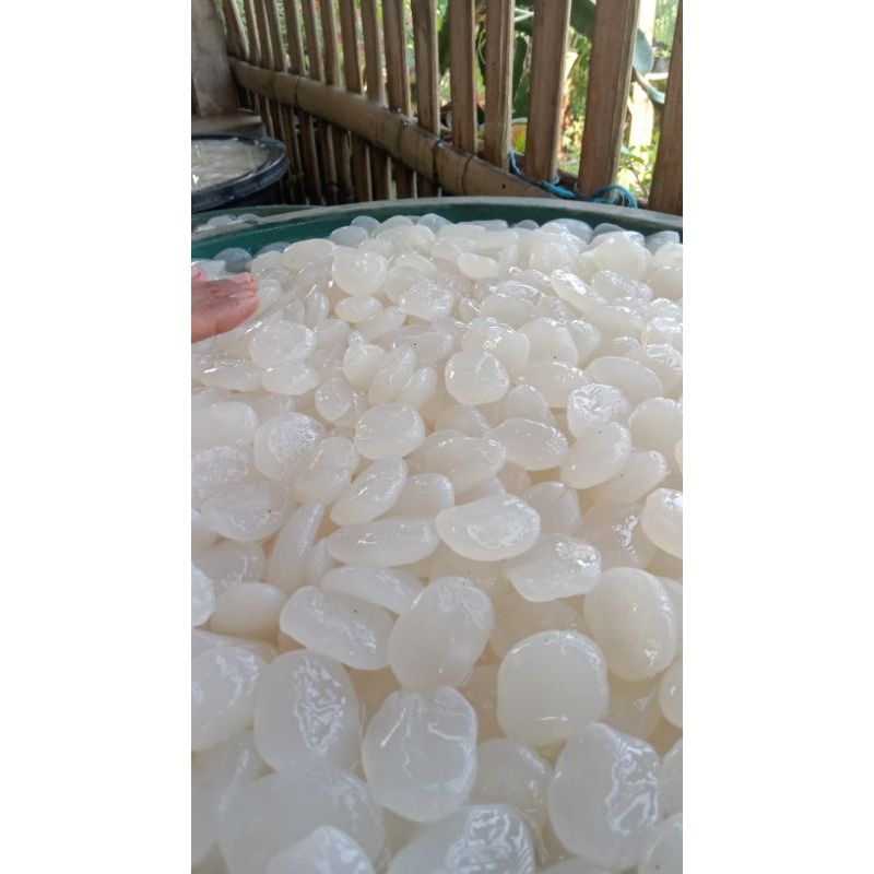 

Kolangkaling/cangkaleng segar