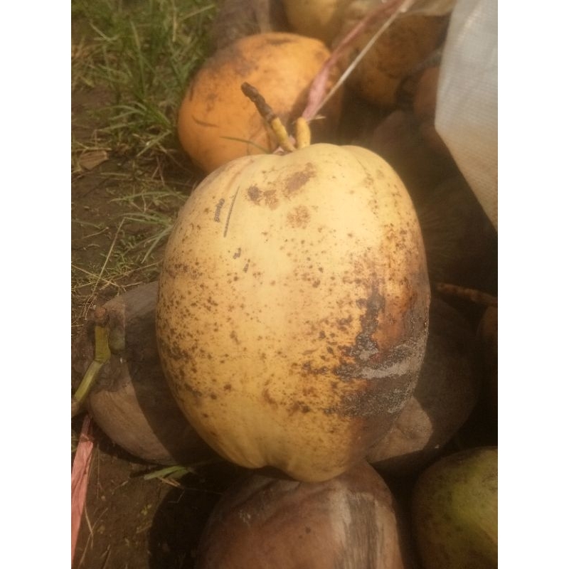 

kelapa gading buat tingkepan , tujuh bulanan , lamaran ,