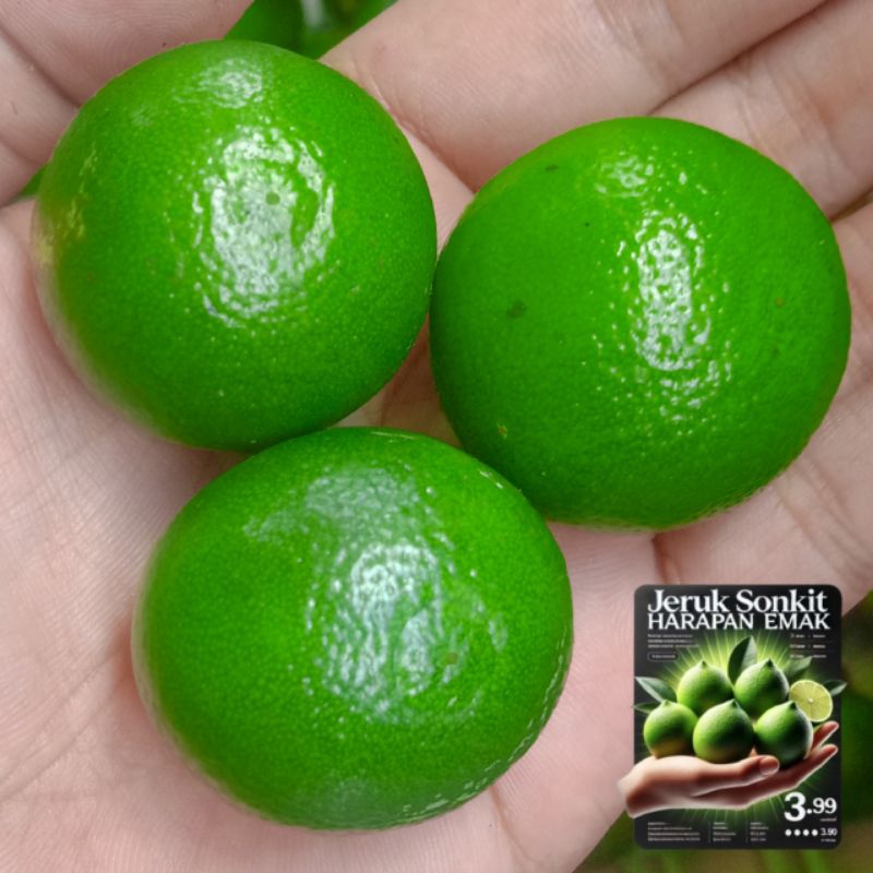 

1KG JERUK SONKIT / JERUK KASTURI / JERUK KUNCI