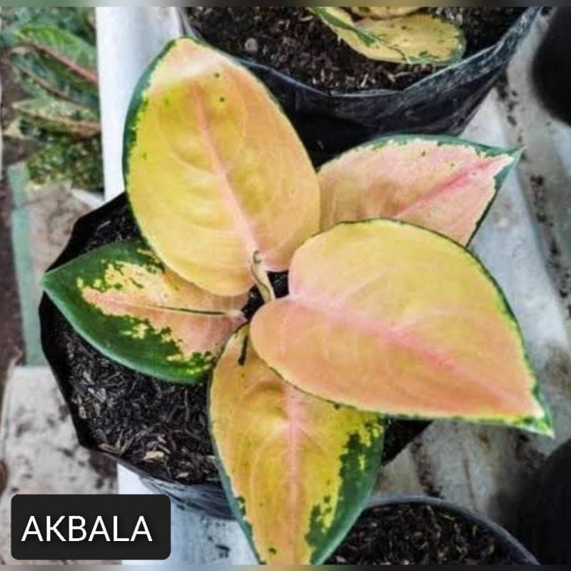 BUNGA AGLONEMA BERBAGAI MACAM