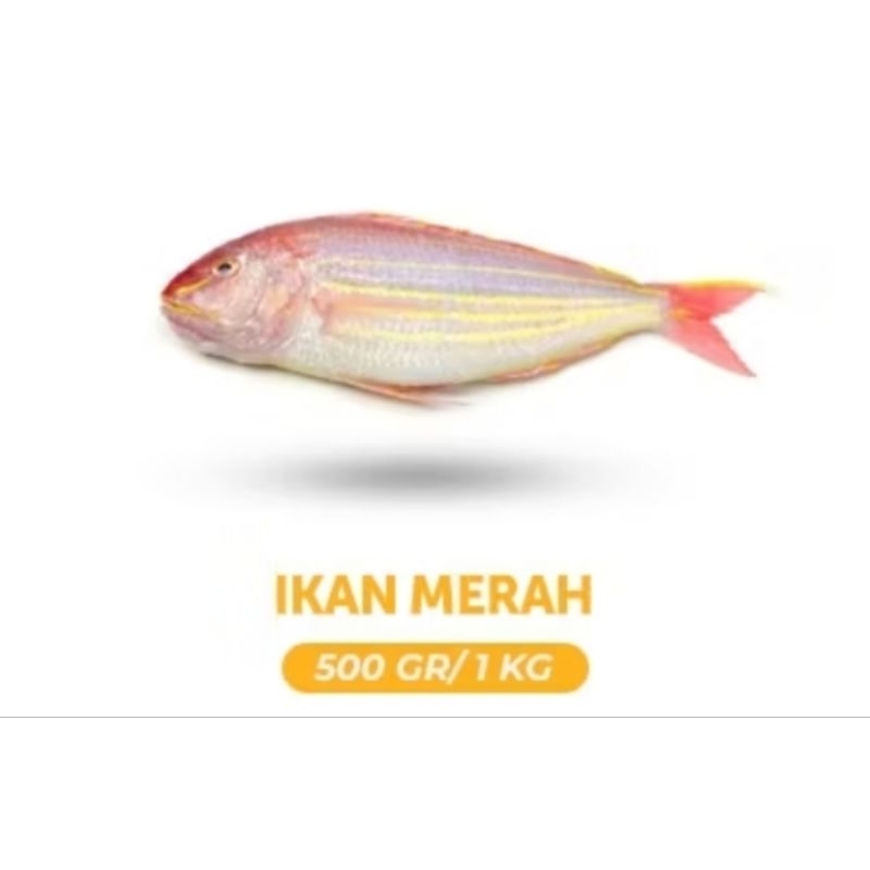 

ikan merah