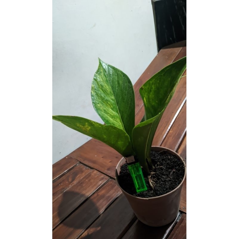 JEMANI JAIPONG VARIGATA