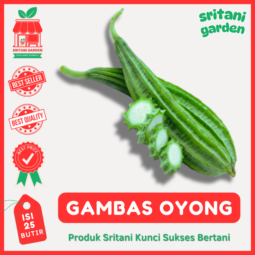 (25 Biji) Benih Gambas Oyong Lokal Kualitas Unggul