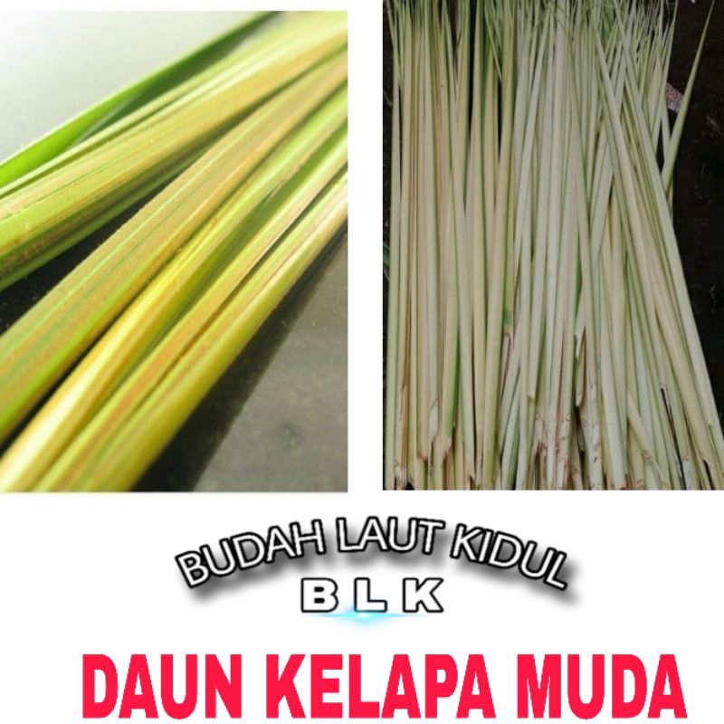 Daun kelapa muda | daun kelapa muda | 1pcs =10 lembar