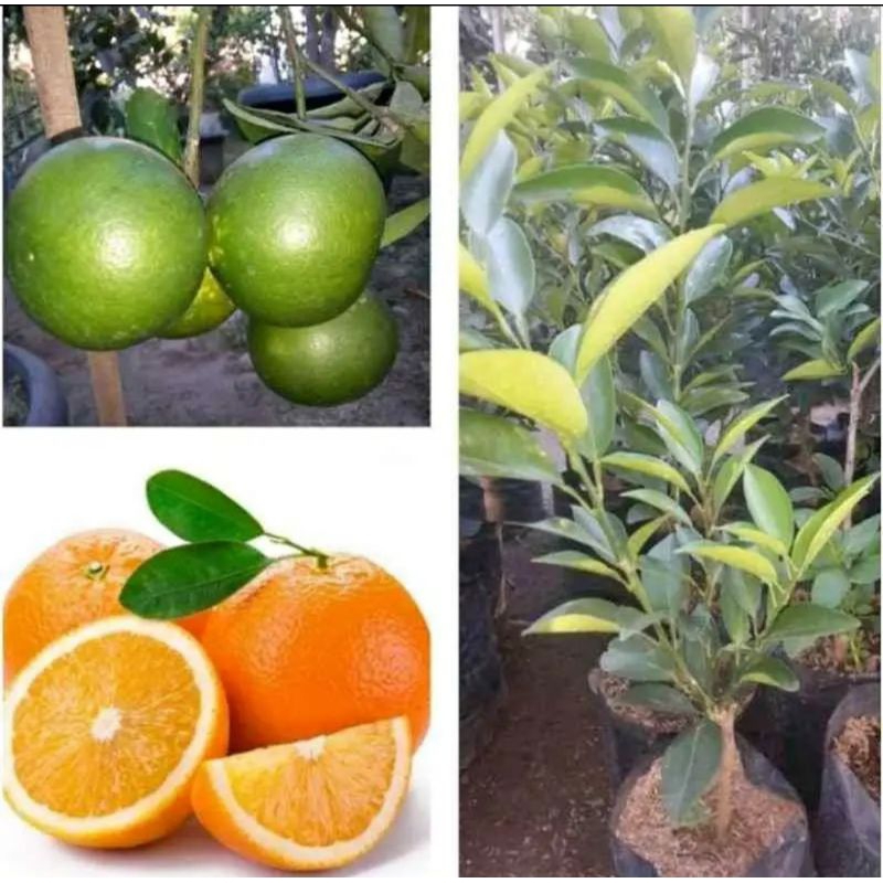 

Jeruk sunkist berbuah