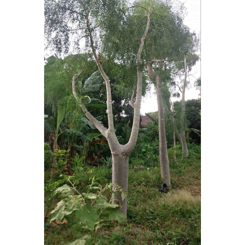Tanaman Moringa//pohon kelor Afrika