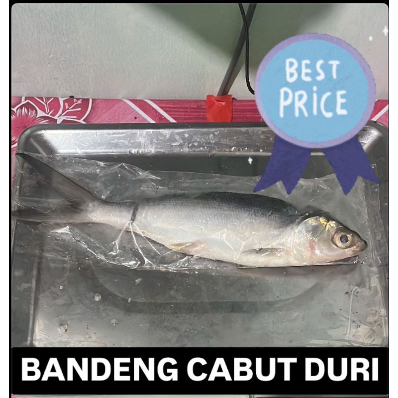 

BANDENG TANPA DURI/CABUT DURI 1 EKOR 190-200 GRAM