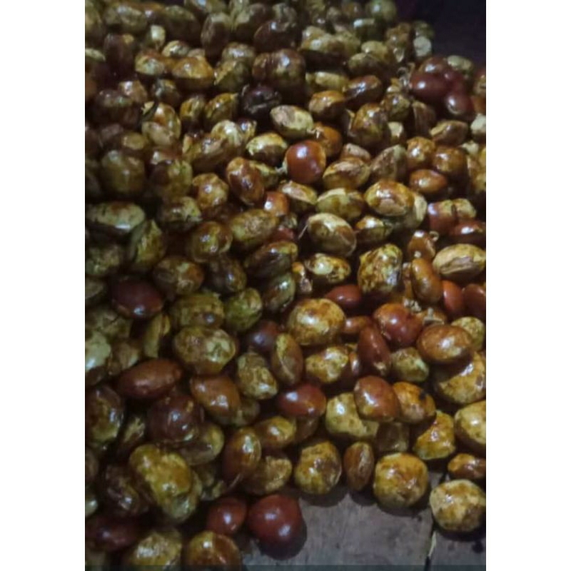 

jengkol tua