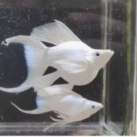 Molly platinum balon cawang