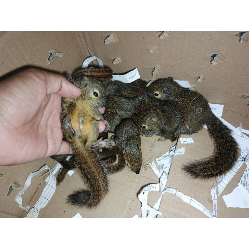 bajing kelapa anakan