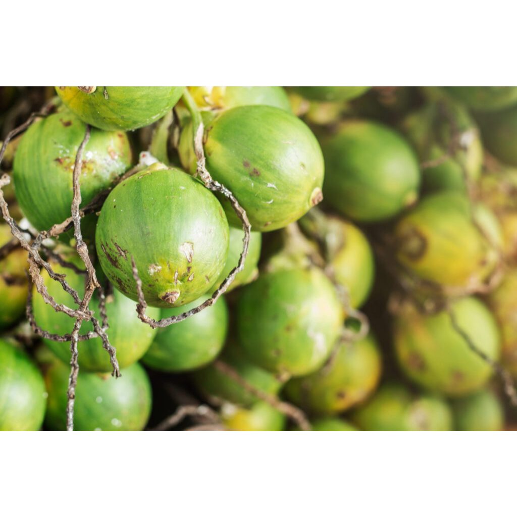 

Buah pinang muda Betara / jambe Betara muda segar grade A
