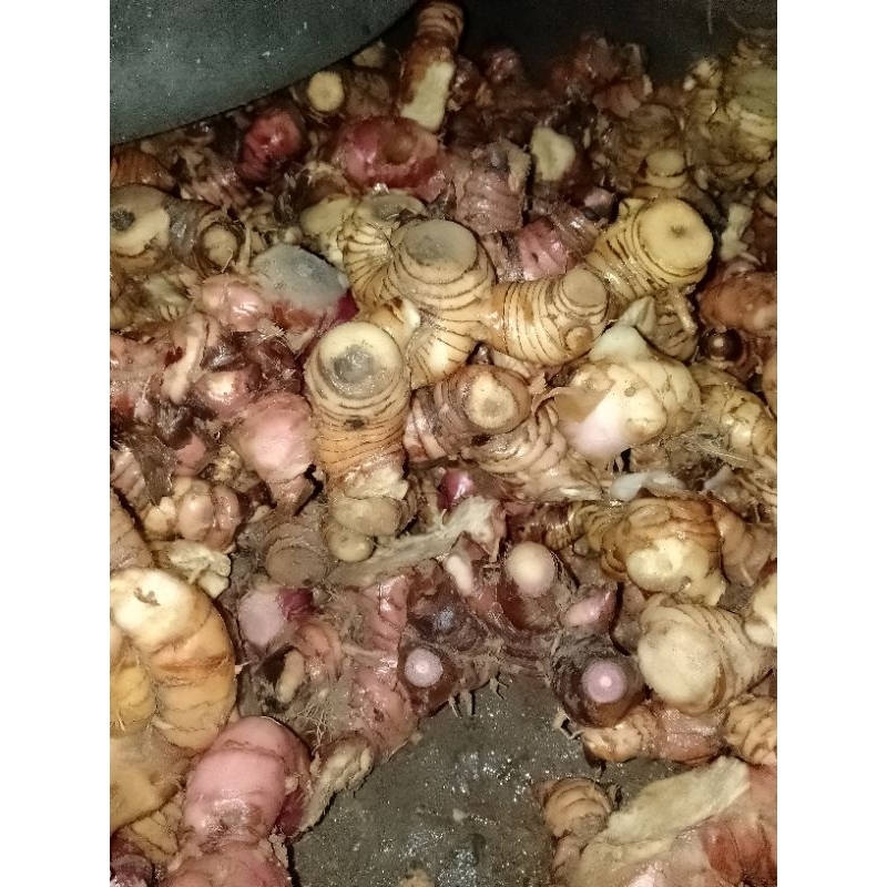 

lengkuas laos laja, harga per 1kg
