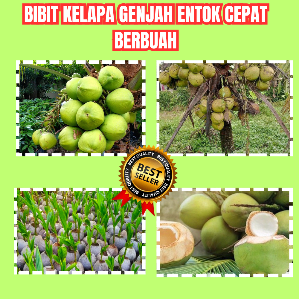 KUALITAS TERBAIK  Bibit Kelapa Genjah Entok Murah, Bibit Kelapa Genjah Entok Hijau