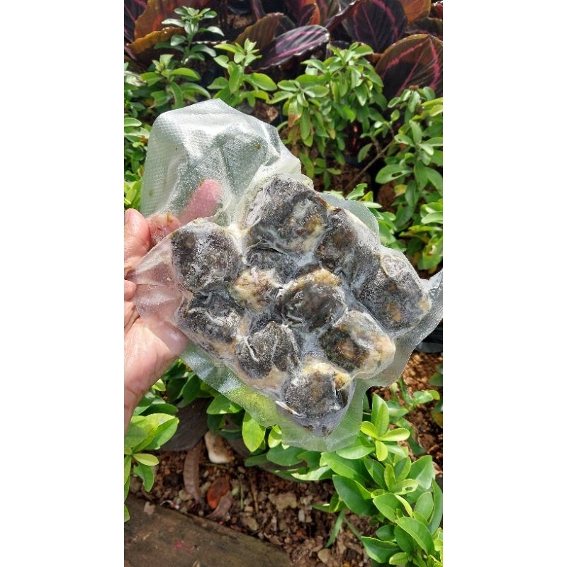 

Dimsum Nori Frozen Paket 10pcs