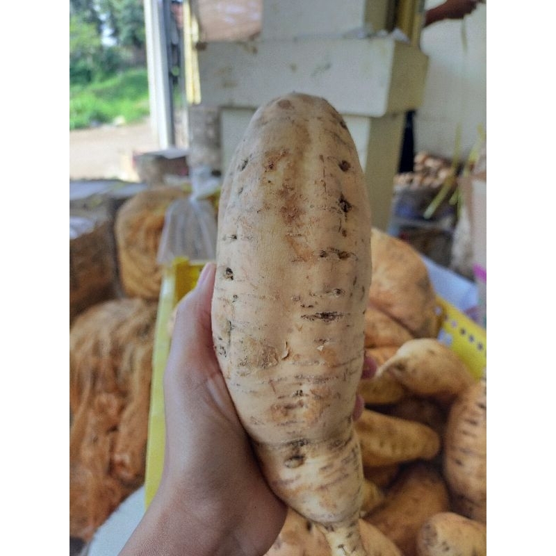 Ubi Cilembu Super mentah 1kg