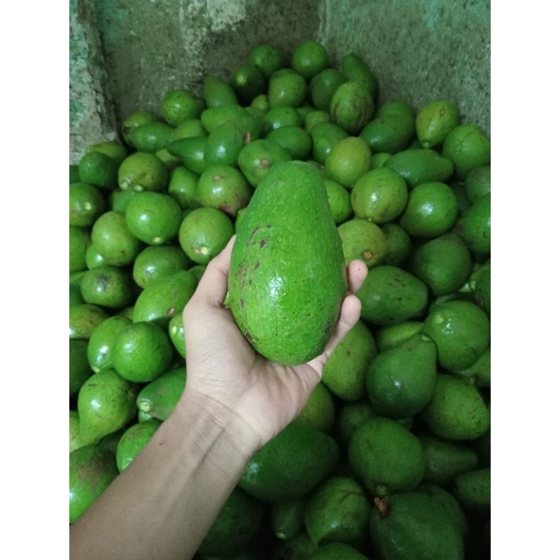 

ALPUKAT MENTEGA/DOMINAN 1KG ISI 3-4