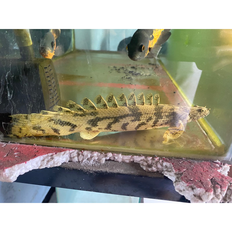 Palmas Endlicheri GOOD MARKING JUMBO 30Cm