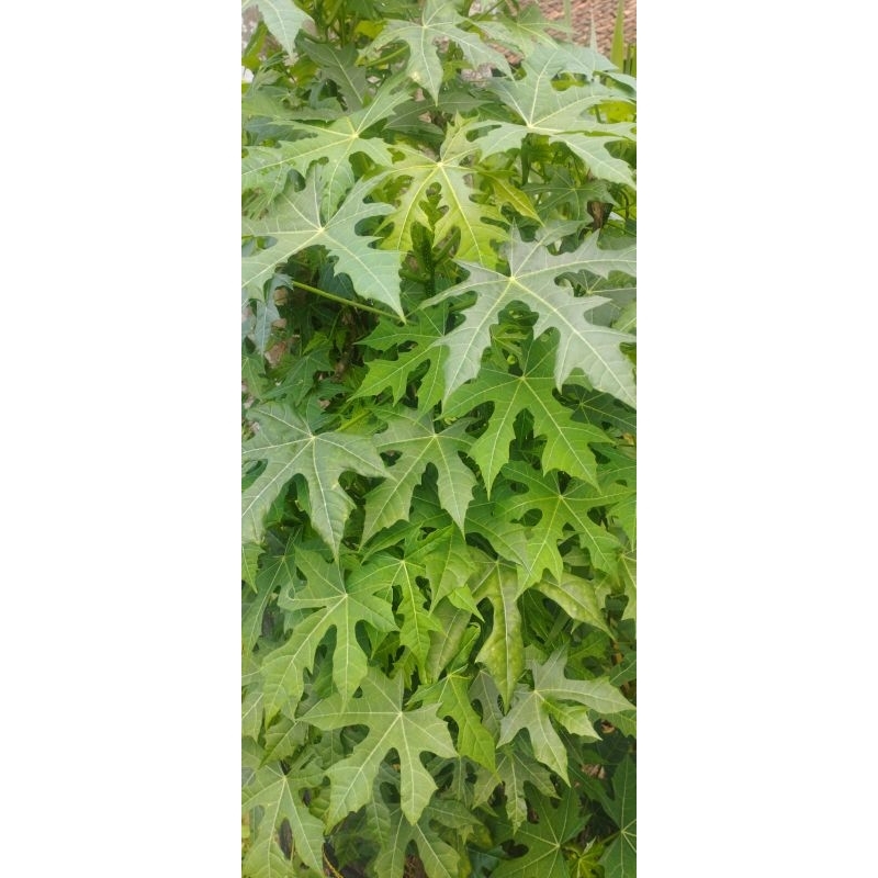 

DAUN BERMANFAAT,FRESH
