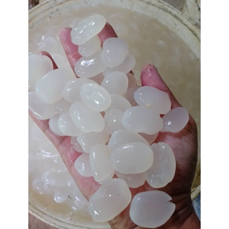 

Kolang Kaling Muda biji besar fresh 1kg