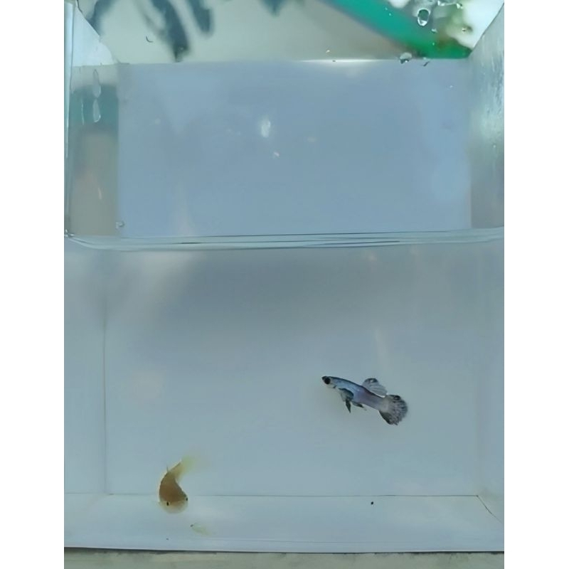 1 PASANG GUPPY MINI PANDA