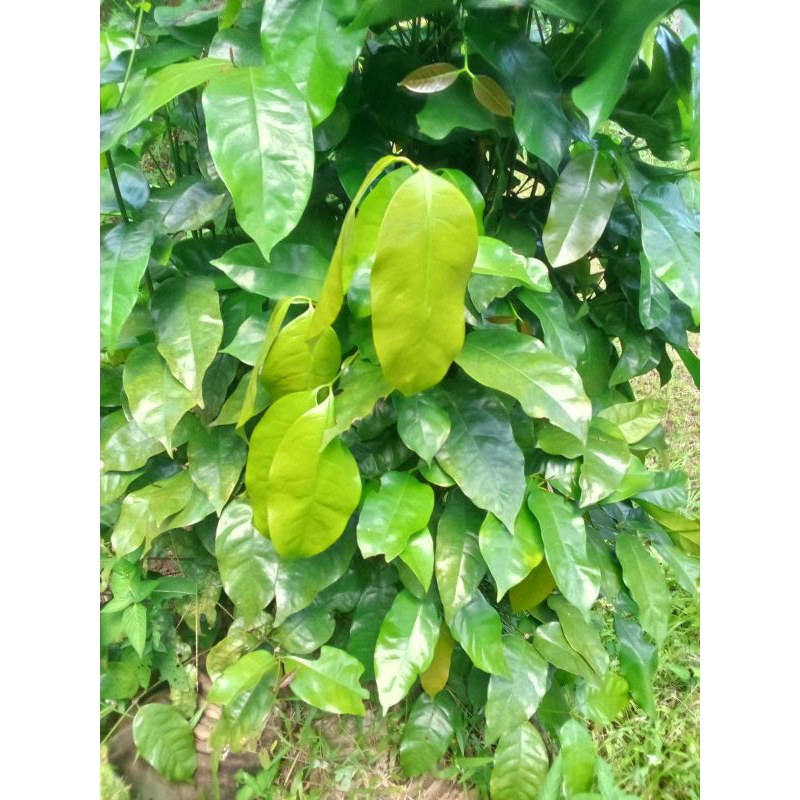 

daun melinjo /daun tangkil250gr