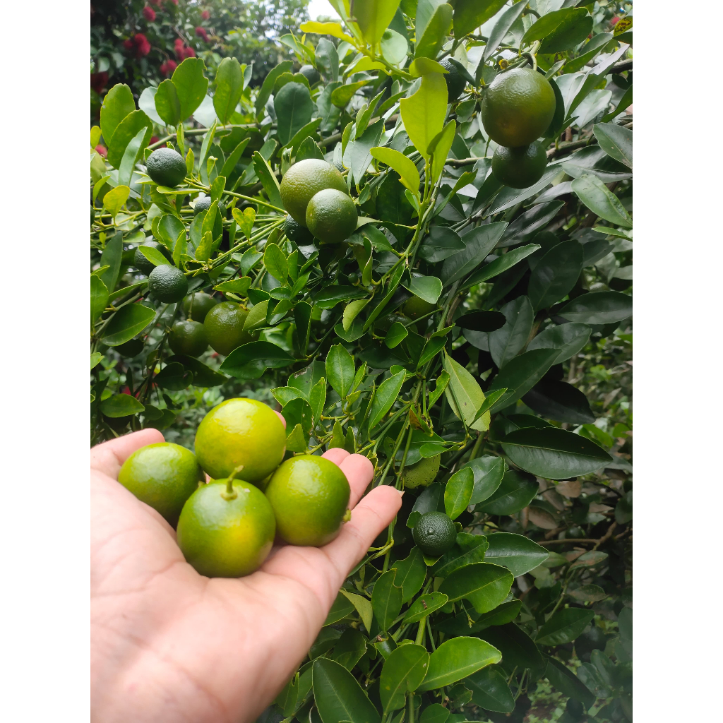 

JERUK SONKIT 3KG / JERUK KASTURI / JERUK KUNCI/JERUK PERAS