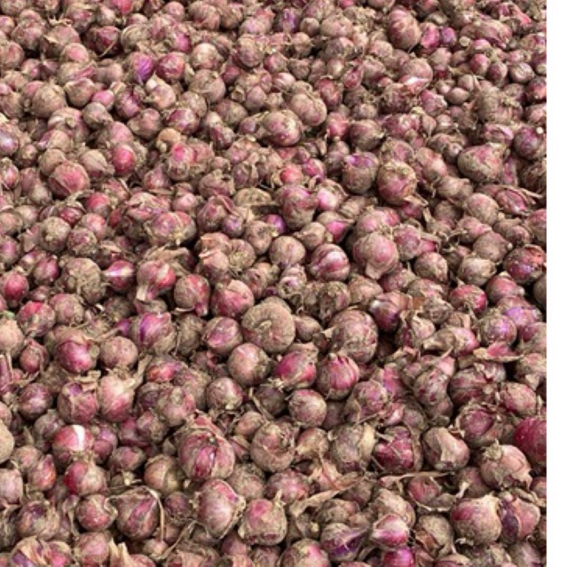 

KEBUN.MUKLIS - Bawang Merah / Brambang Asli Petani Lereng Lawu