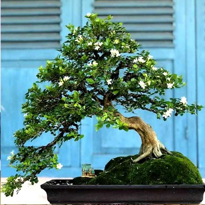 tanaman kemuning mikro bahan bonsai kemuning mikro super
