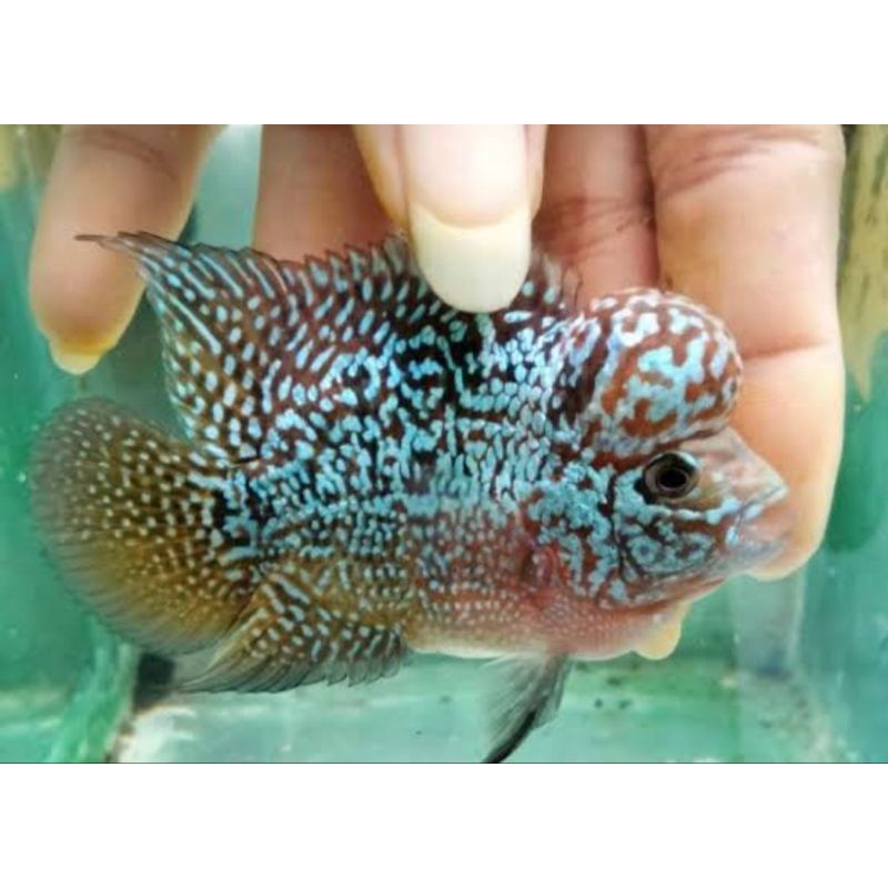 cencu x cencu maskot burayak 7-9cm