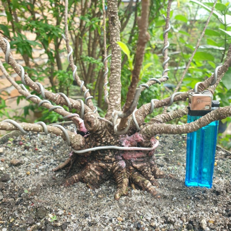 Bahan bonsai kimeng bogel rawatan