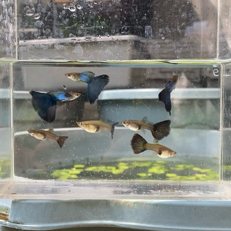 Japan Blue Tail Guppy