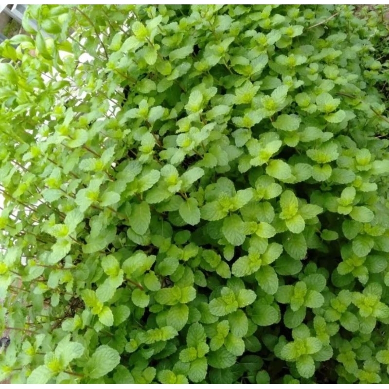 

Daun Mint Segar 50gr Tanaman Herbal Mentha Suavis Daun Spearmint Fresh