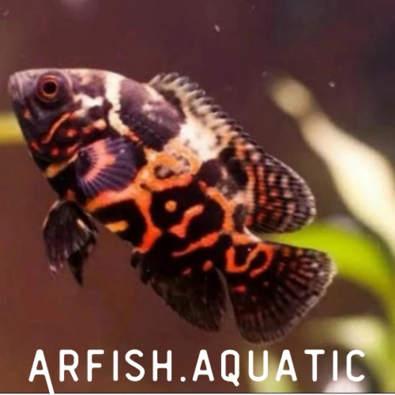 Patung Oscar tiger batik size 8-10 cm