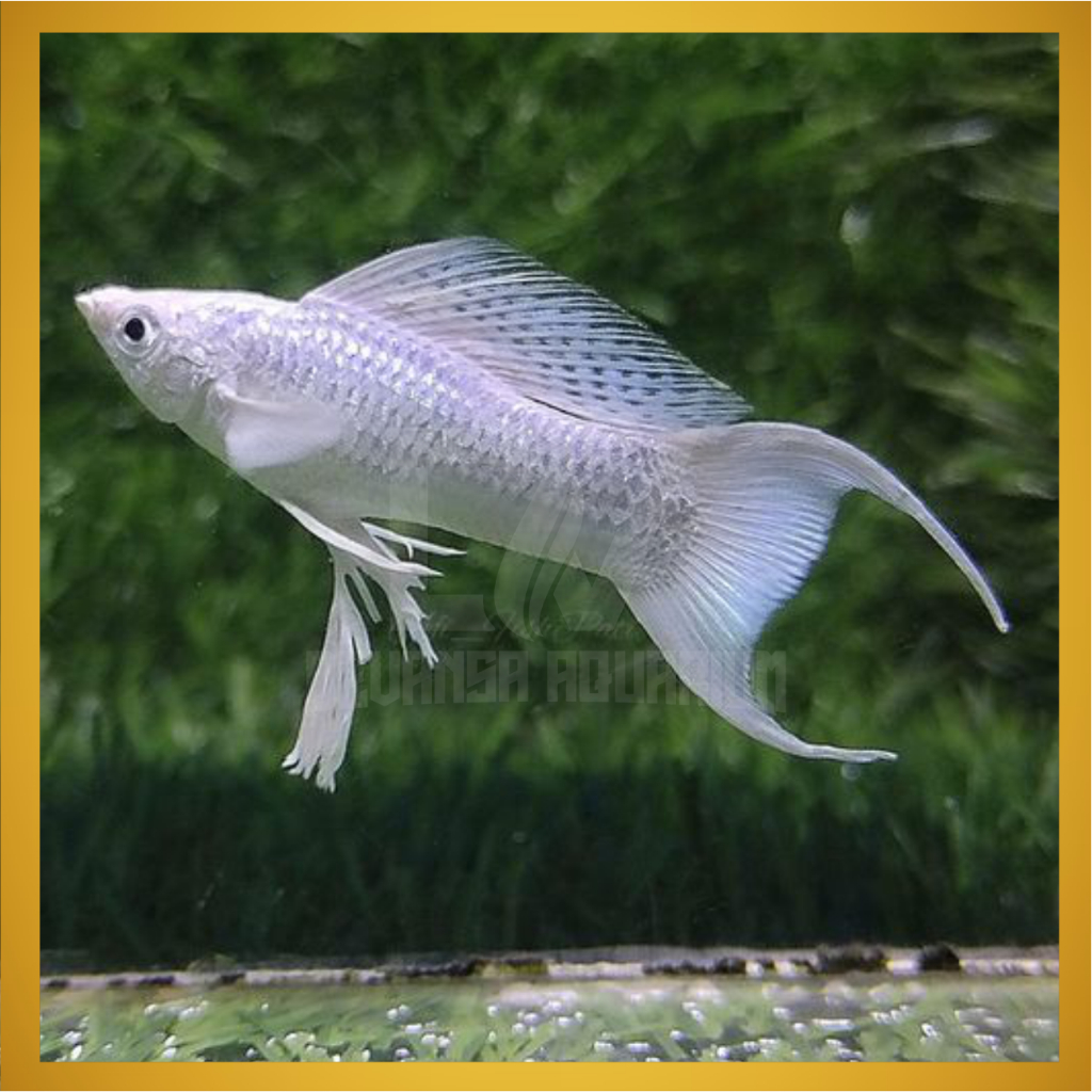 Molly Platinum Cawang/Cawang Platinum Molly Fish