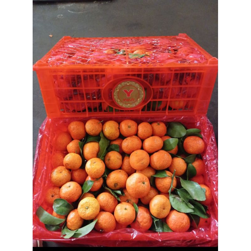 

JERUK SHANTANG MANDARIN FRESH