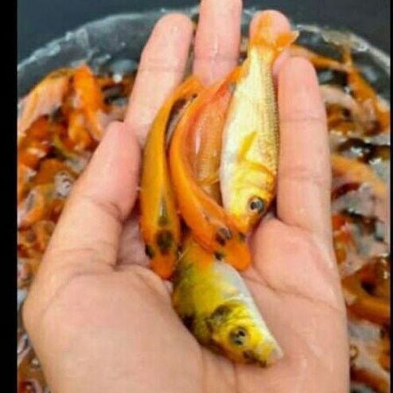 Bibit ikan mas merah/oren 67cm