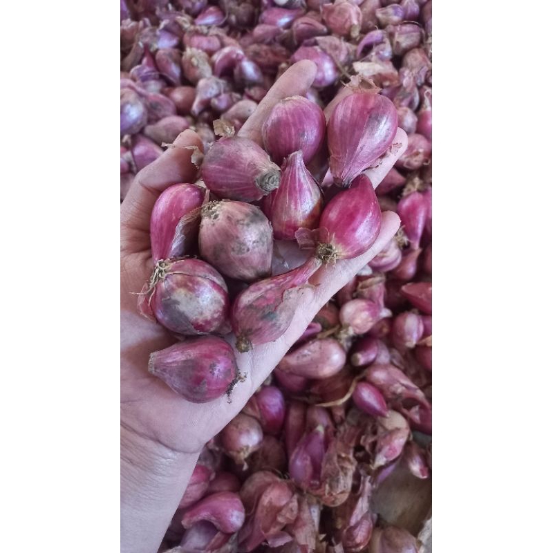 

BAWANG MERAH DEMAK TANGGUNG RATA 500gram