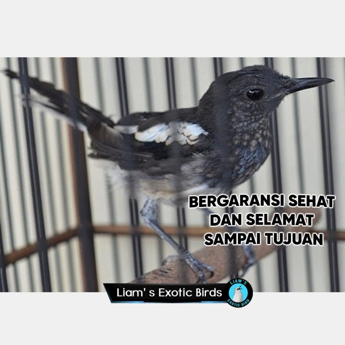 Kacer Jabar Trotolan Jantan Pilihan Paruh Tebal