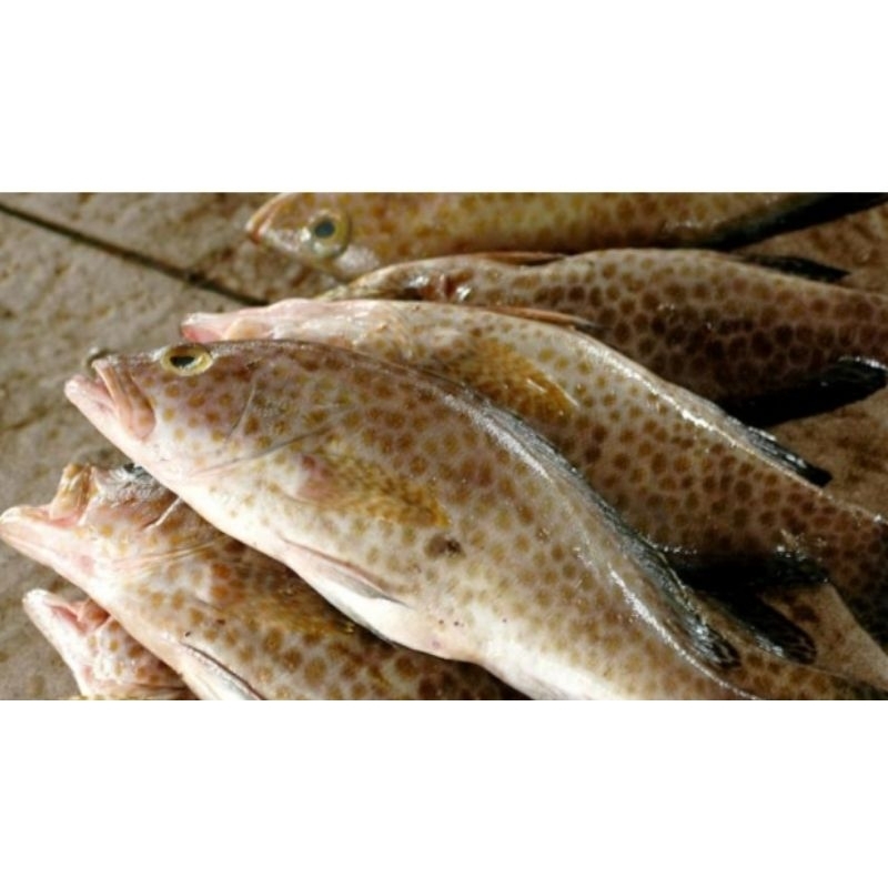 

Ikan kerapu