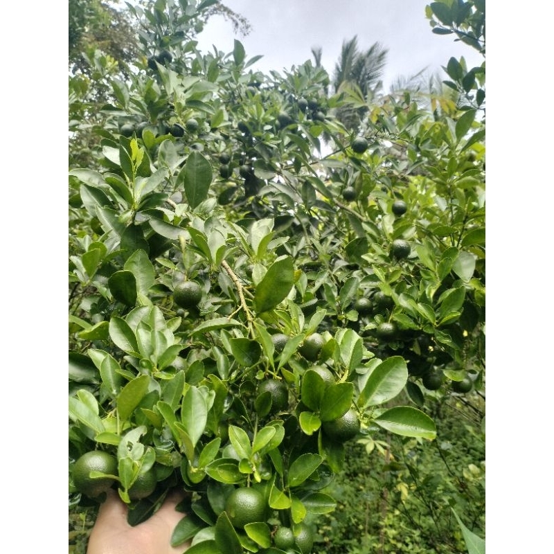 

JerukSonkit1000grm/Lemoncui/jerukkasturi