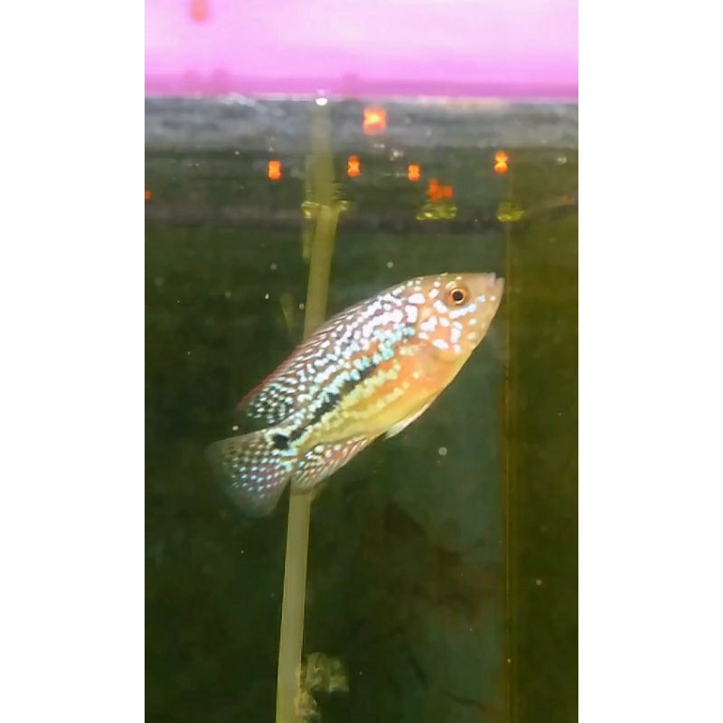 kamfa TWO TONE F2 ukuran 3cm-+