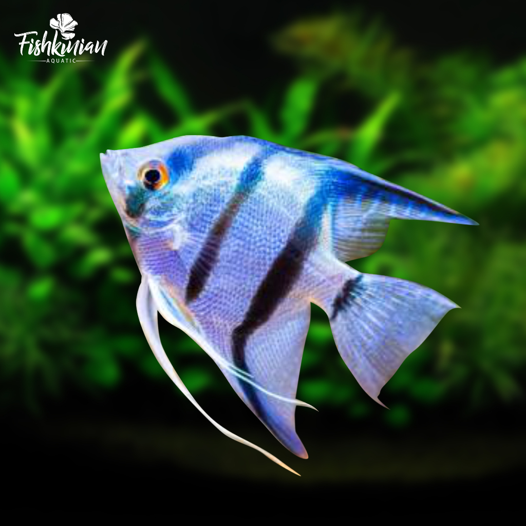 manfish