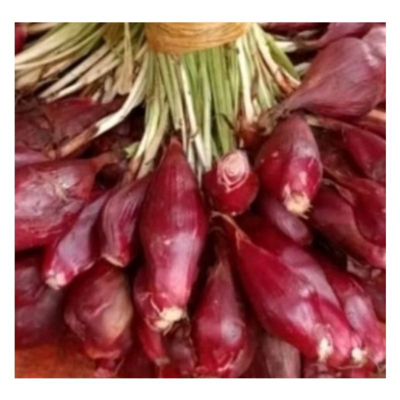 

250gram Bawang herbal Bawang Dayak Segar masih berakar bisa ditanam kembali