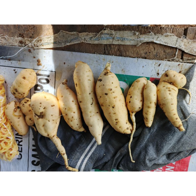 

Sweet Potato/Ubi Madu