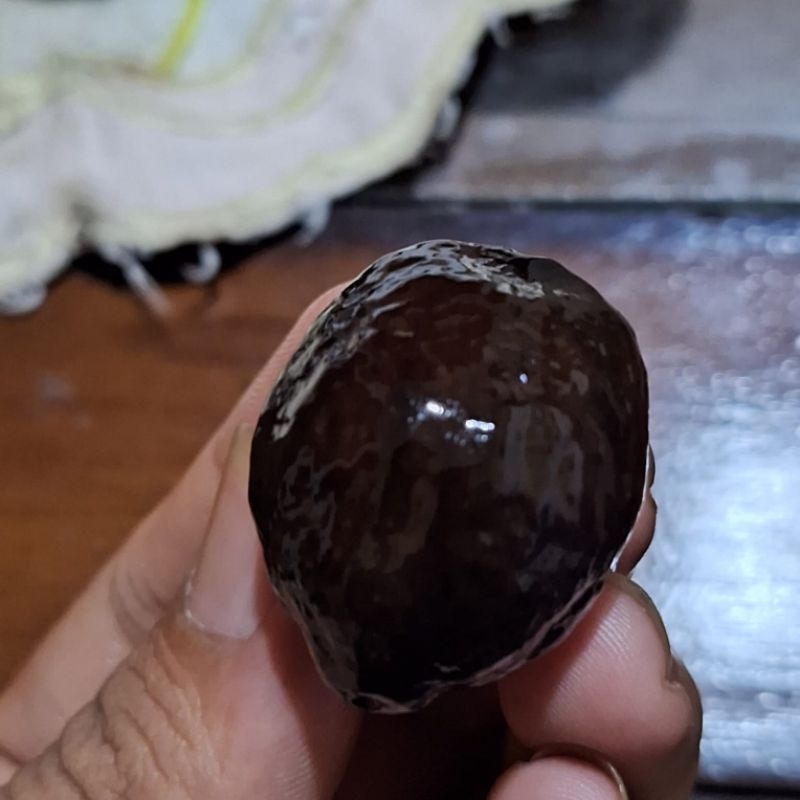 MUNCANG ADU JENIS JAYANTI SI GOGOG