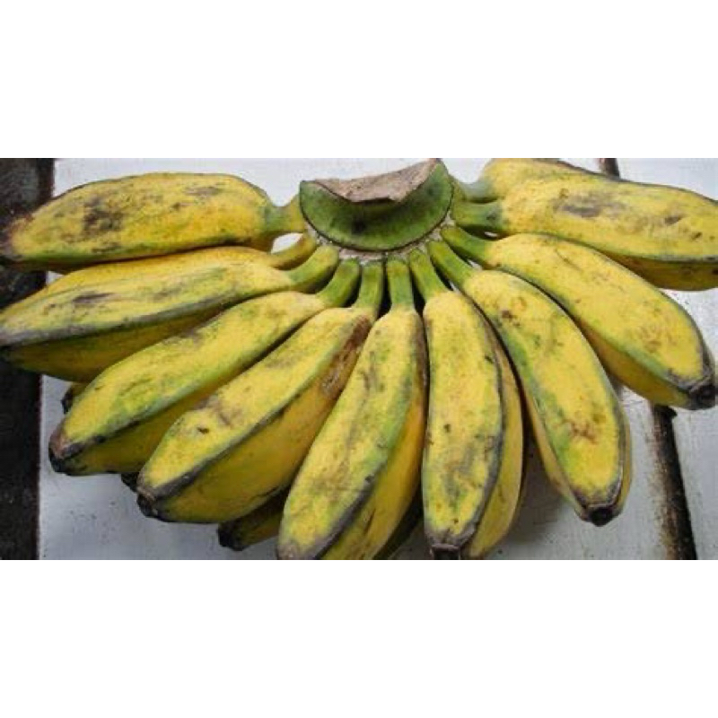 

pisang kepok 1 sisir berat 1kg