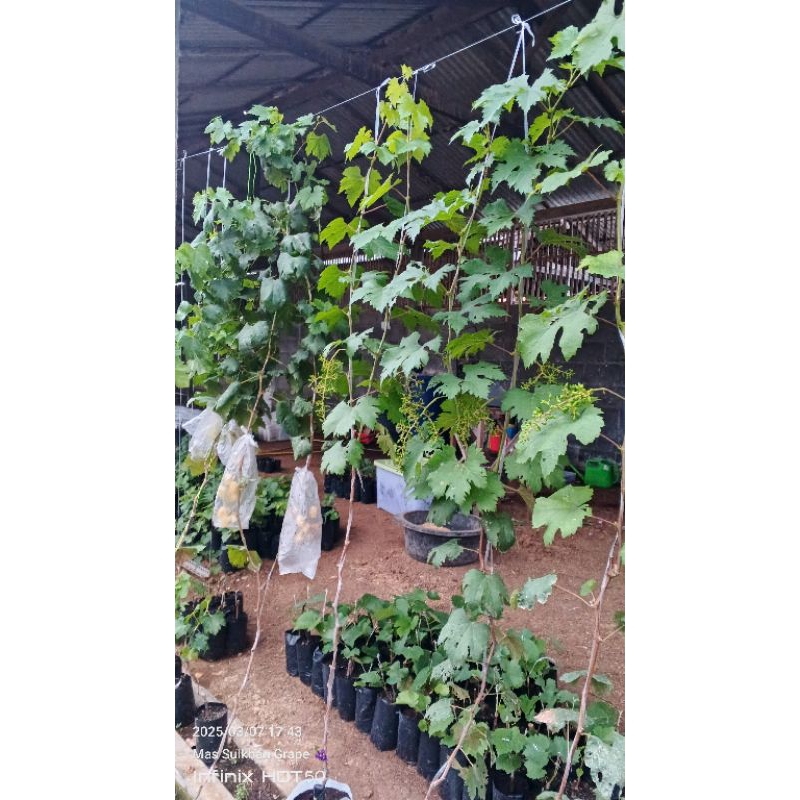 

Anggur Berbuah Transfiguration