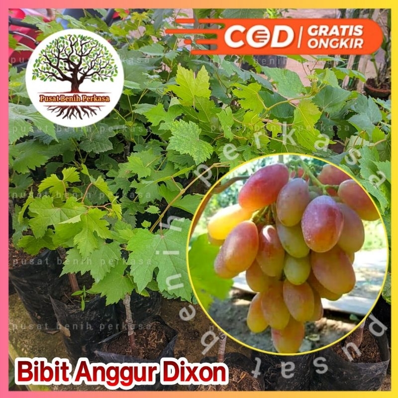 Bibit Anggur Import Dixon Valid / Bibit Anggur Dixon Asli 100%